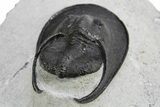 Impressive Scotoharpes Trilobite - Boudib, Morocco #312731-4